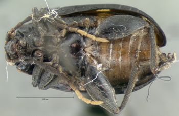 Media type: image;   Entomology 18771 Aspect: habitus ventral view